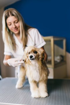 Vet giving injection to a Chinese crested dog. Selective focus on dog. 