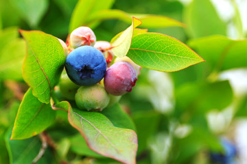 Not ripe blueberry on bush with raindrop