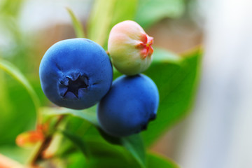 ripe blueberry on bush with raindrop