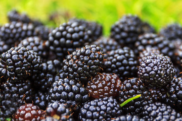 ripe and unripe blackberries on the bush with selective focus. Bunch of blackberries.