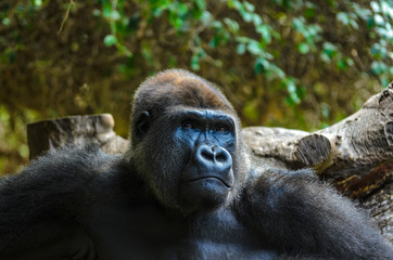 Gorilla Portrait