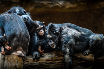 Eine Schimpansenfamilie