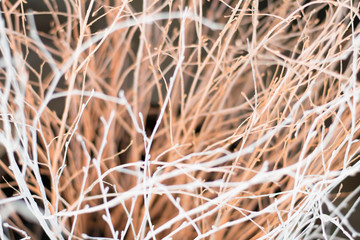 Silohuette of tree branches on soft background. Magic atmosphere.