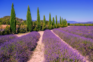 Lavender fields and cypress trees in Provence, France