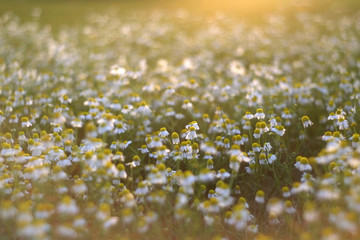 Daisies