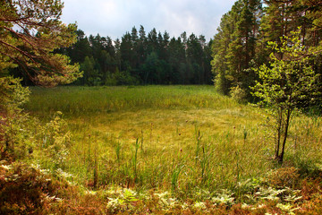 scene of latvian meadow