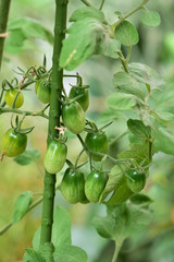 ミニトマトの青い実