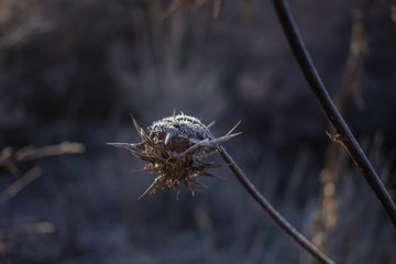 Cold winter