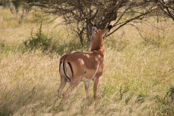 A grant`s gazelle in Ruaha national park