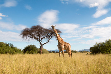 A large giraffe grazing in Ruaha National Park - obrazy, fototapety, plakaty
