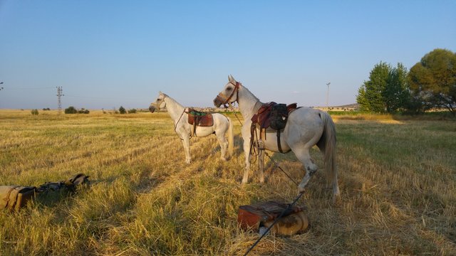 Atlar