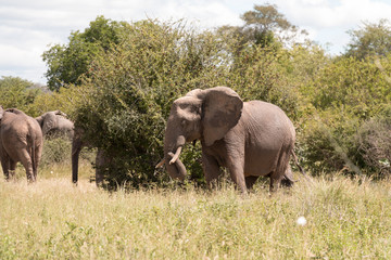 Fototapeta na wymiar An Elephant near a bush in Ruaha National Park