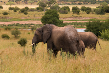 Naklejka na ściany i meble A herd of elephants grazing in Ruaha National Park