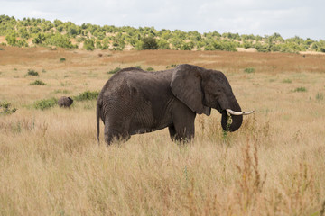 An elephant grazing in Ruaha National Park