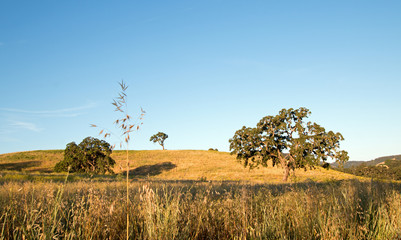 California Valley Oak Tree in plowed fields under clear blue skies in Paso Robles wine country in Central California United States