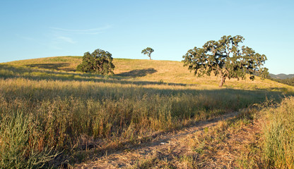 California Valley Oak Tree in plowed fields under clear blue skies in Paso Robles wine country in Central California United States