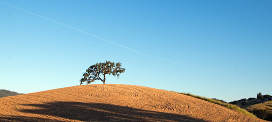 Fototapeta na wymiar California Valley Oak Tree in plowed fields under clear blue skies in Paso Robles wine country in Central California United States