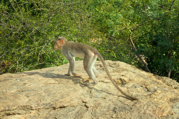 Flock of Indian macaques in dry season.