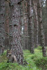Obraz premium Scottish Wildcat (Felis silvestris Grampia) 