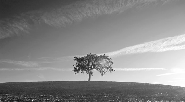 California Valley Oak Tree in plowed fields under clear blue skies in Paso Robles wine country in Central California United States - black and white