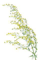 Absinthium (Artemisia absinthium)