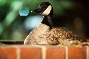 Goose Sitting On A Brick Wall