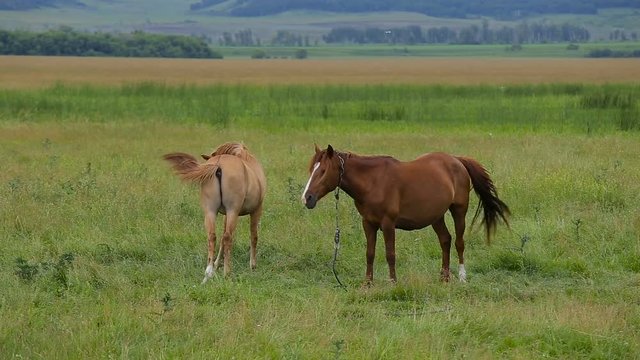 two horses on pasture