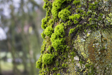 Moss on the tree