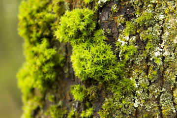 Moss on the tree