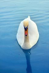 Mute Swan said most beautiful Regal bird