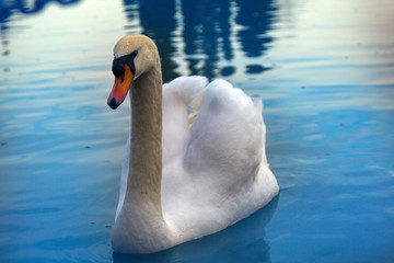Mute Swan said most beautiful Regal bird