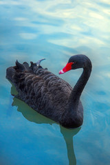 Australian black swan (Cygnus atratus) feeding on pond.