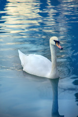 Mute Swan said most beautiful Regal bird