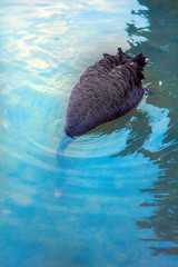 Australian black swan (Cygnus atratus) feeding on pond. Bird dips its head under water and searches...