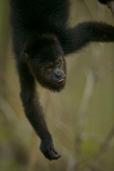 Guatemalan Black Howler (Alouatta pigra), Community Baboon Sanctuary, Bermudian Landing, Belize