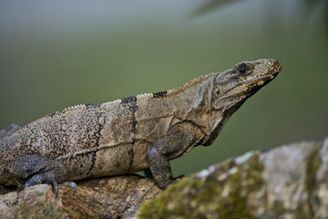 Iguana