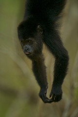 Guatemalan Black Howler (Alouatta pigra), Community Baboon Sanctuary, Bermudian Landing, Belize