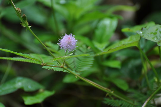 Fleur 0003