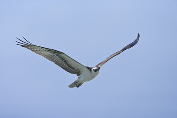 Osprey (Pandion haliaetus) aka Seahawk