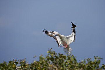 Red-footed Booby (Sula sula) white phase. Halfmoon Caye Audubon Sanctuary, Belize.