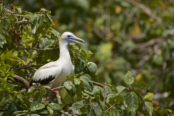 Red-footed Booby (Sula sula) white phase. Halfmoon Caye Audubon Sanctuary, Belize.