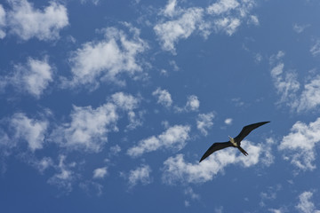 Magnificent Frigatebird (Fregata magnificens) in flight over Halfmoon Caye Audubon Sanctuary, Lighthouse Atoll, Belize, Central America, Caribbean.
