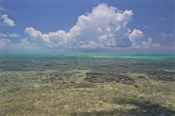 Obraz premium Coral reef at Halfmoon Caye Audubon Sanctuary, Lighthouse Atoll, Belize, Central America, Caribbean.