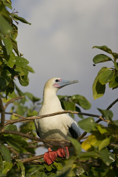 Red-footed Booby (Sula sula) white phase. Halfmoon Caye Audubon Sanctuary, Belize.