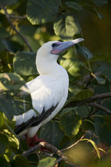 Red-footed Booby (Sula sula) white phase. Halfmoon Caye Audubon Sanctuary, Belize.