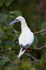 Red-footed Booby (Sula sula) white phase. Halfmoon Caye Audubon Sanctuary, Belize.