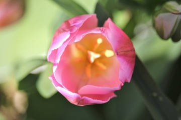Light-Tipped Tulip 