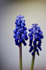 Purple Bluebell Flower