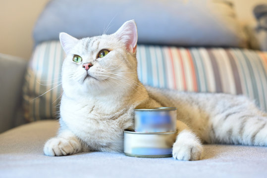 gray shorthair cat and food can