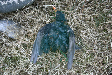 Corpse of Starling in grass